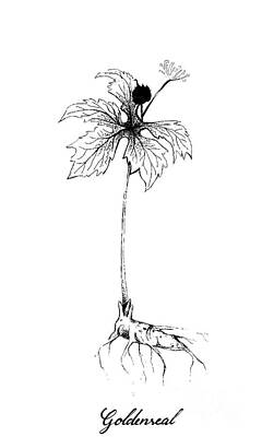 Food And Beverage Drawings - Hand Drawn of Hydrastis Canadensis or Goldenseal Plant by Iam Nee