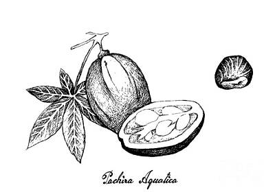 Food And Beverage Drawings - Hand Drawn of Malabar Chestnut on White Background by Iam Nee