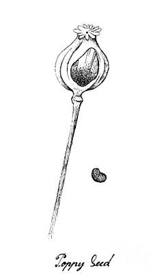 Food And Beverage Drawings - Hand Drawn of Poppy Pod and Seed by Iam Nee
