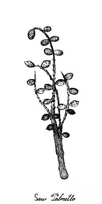 Food And Beverage Drawings - Hand Drawn of Saw Palmetto Berries on Tree Branch by Iam Nee