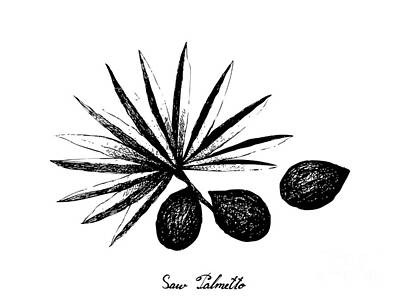 Food And Beverage Drawings - Hand Drawn of Saw Palmetto Berries with Leaf by Iam Nee