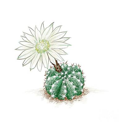 Lilies Drawings - Hand Drawn Sketch of Echinopsis Subdenudata Cactus Plant by Iam Nee