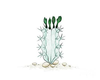 Floral Drawings Rights Managed Images - Hand Drawn Sketch of Stenocereus Cactus Plant Royalty-Free Image by Iam Nee
