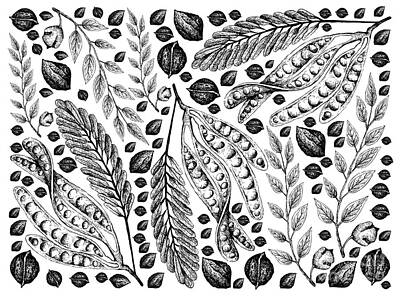 Fairies Sara Burrier - Hand Drawn Sketch of Twisted Cluster Beans and Black Walnuts by Iam Nee