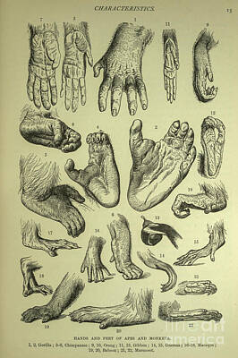Target Eclectic Nature - Hands and Feet of Apes and Monkeys, l3 by Historic illustrations