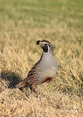 Target Threshold Nature Royalty Free Images - Handsome California Quail Royalty-Free Image by Carol Groenen