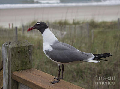Birds Royalty Free Images - Handsome Seagull Royalty-Free Image by Roberta Byram