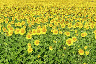 Sunflowers Rights Managed Images - Happy Summery Sunflower Farm Field Royalty-Free Image by Georgia Mizuleva