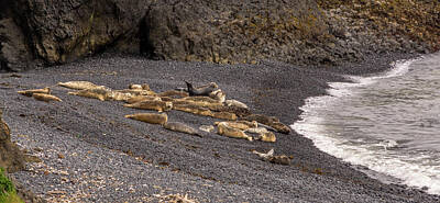 Fleetwood Mac - Harbor Seals on Cobble Beach by Marv Vandehey