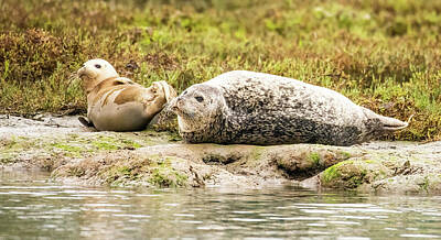 Lori A Cash Royalty-Free and Rights-Managed Images - Harbor Seals Relaxing by Lori A Cash
