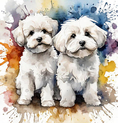 Studio Grafika Zodiac Rights Managed Images - Havanese Bichon White Fluffy Puppies Cute Dogs Royalty-Free Image by Rhys Jacobson