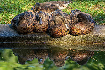 Animals Photo Royalty Free Images - Have Your Ducks In A Row Royalty-Free Image by Karol Livote