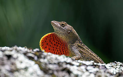 Reptiles Royalty-Free and Rights-Managed Images - Hawaii Brown Anole showing off its Dewlap by Phillip Espinasse