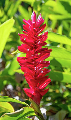 Pediatricians Office Rights Managed Images - Hawaiian Red Ginger Flower Royalty-Free Image by Laurel Powell