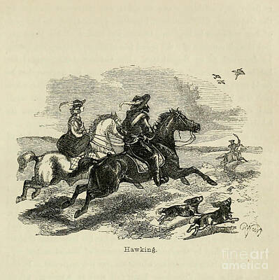 Animals Drawings - Hawking d1 by Historic illustrations