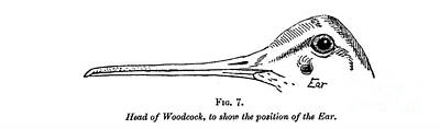 Birds Drawings Royalty Free Images - Head of a Woodcock to show the position of the ears l4 Royalty-Free Image by Historic Illustrations