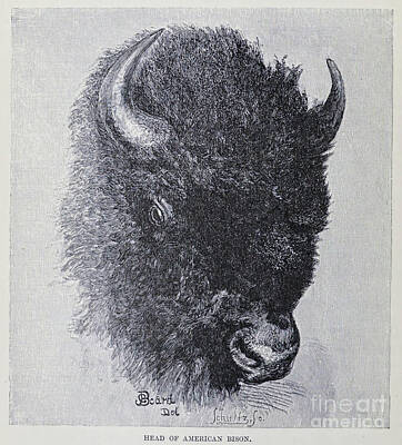 Landmarks Drawings - Head of American bison Bison bison m3 by Historic illustrations
