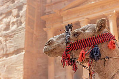 From The Kitchen - Head of camel with the  Treasury in the background. by Jaroslav Frank