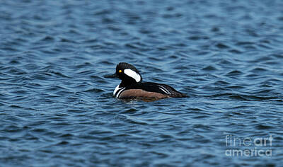 Grateful Dead Royalty Free Images - Headed to Sea -  Hooded Merganser  Royalty-Free Image by Dale Powell