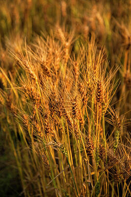 Scott Bean Royalty Free Images - Heads of Wheat Royalty-Free Image by Scott Bean