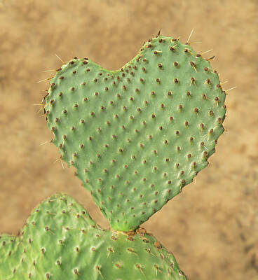 College Town - Heart shaped cactus called Prickly Pear by Steven Heap