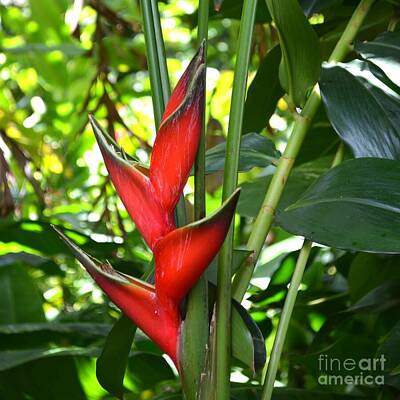 Animal Portraits - Heliconia Red by Mary Deal