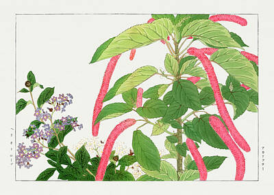 Floral Digital Art - Heliotrope and Acalypha Flowers - Ukiyo e art - Vintage Japanese woodblock art - Seiyo SOKA ZUFU  by Studio Grafiikka
