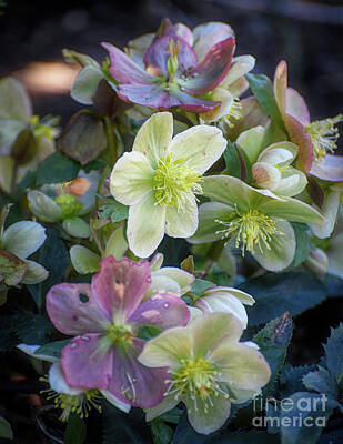 Easter Bunny - Hellebore Blooms - Medicine For The Soul by Kerri Farley