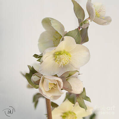Christmas Christopher And Amanda Elwell Rights Managed Images - Hellebores 1 Royalty-Free Image by Bobbie Nickey