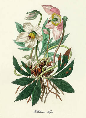 Roses Digital Art - Helleborus Niger - Christmas Rose - Vintage Botanical Illustration - Medicinal Plants and Herbs by Studio Grafiikka