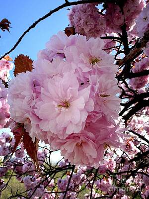Florals Royalty-Free and Rights-Managed Images - Hello Blossom Lovers by Douglas Brown