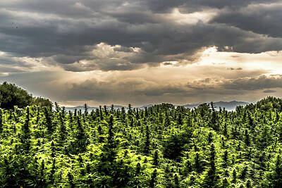 Landscape Royalty-Free and Rights-Managed Images - Hemp Field Sunset 22 by Hemp Landscapes
