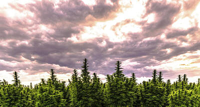 Landscapes Royalty-Free and Rights-Managed Images - Hemp Field Sunset 30 by Hemp Landscapes