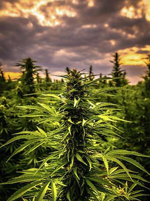 Landscapes Royalty Free Images - Hemp Field Sunset 28 Royalty-Free Image by Hemp Landscapes