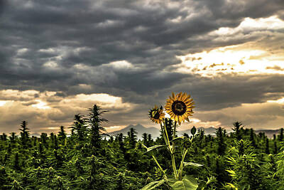 Landscapes Royalty-Free and Rights-Managed Images - Hemp Field Sunset Sunflower 39 by Hemp Landscapes