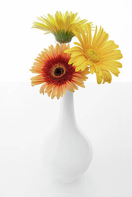 Lilies Royalty-Free and Rights-Managed Images - Herberas Yellow Trio in White Vase by Lily Malor