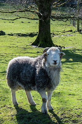 Ingredients Rights Managed Images - Herdwick Ram at Buttermere Royalty-Free Image by Tim Hill