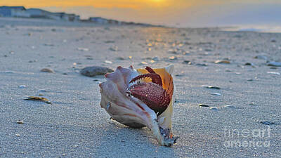 Beach House Shell Fish - Hermit Crab on Beach at Sunrise 7588 by Jack Schultz