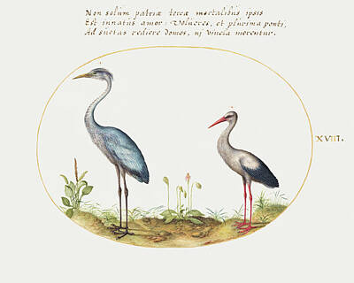 Abstract Ink Paintings In Color - Heron and Stork  painting in high resolution by Joris Hoefnagel. Original from The National Gallery  by MotionAge Designs