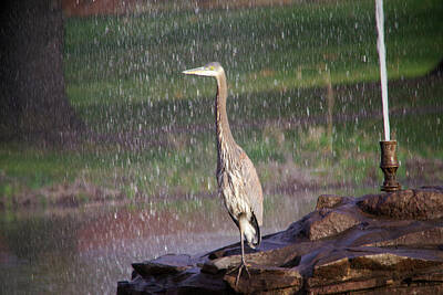 Female Outdoors - Heron taking a shower  by Jeff Swan