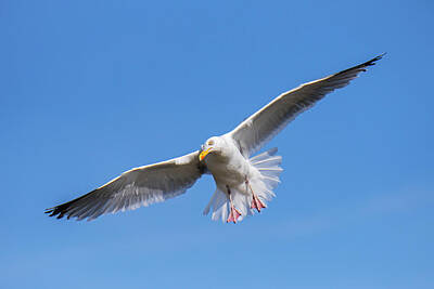 Spring Fling - Herring Gull Landing by Arterra Picture Library