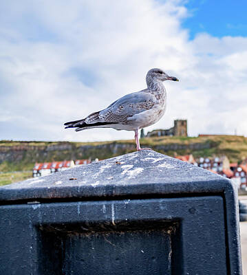 Mans Best Friend Rights Managed Images - Herring gull on bin in Whitby, North Yorkshire Royalty-Free Image by Chris Yaxley