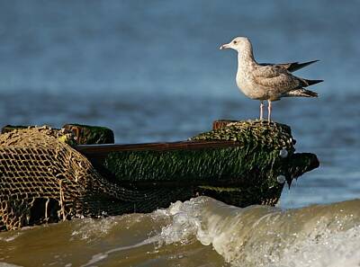 Lori A Cash Royalty-Free and Rights-Managed Images - Herring Gull on Ocean Jetty by Lori A Cash
