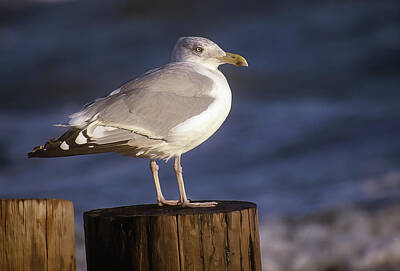 Lori A Cash Royalty-Free and Rights-Managed Images - Herring Gull on Post by Lori A Cash