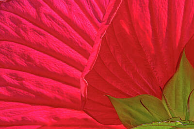 Ira Marcus Royalty-Free and Rights-Managed Images - Hibiscus Backside 1 by Ira Marcus