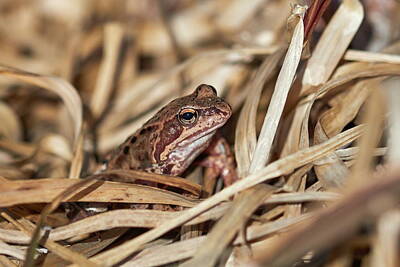 Jouko Lehto Royalty Free Images - Hidden in the middle. European common frog Royalty-Free Image by Jouko Lehto