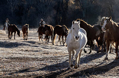 Mammals Photos - Hideout Ranch 4221 by Bob Neiman