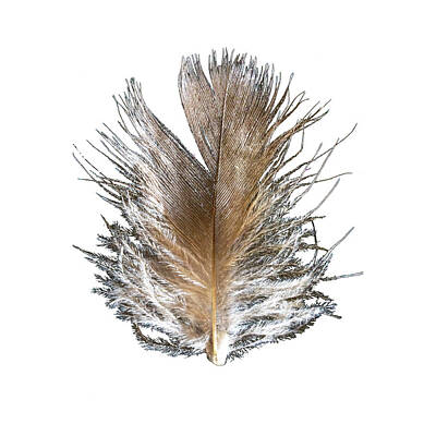Ira Marcus Royalty-Free and Rights-Managed Images - High Key Feather ii square format by Ira Marcus