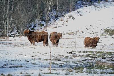 Chinese New Year - Highland Cattle 20 by Esko Lindell