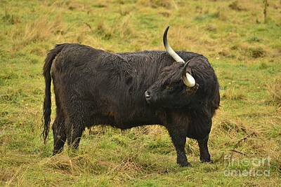 Uk Soccer Stadiums - Highland cattle 32 by Esko Lindell